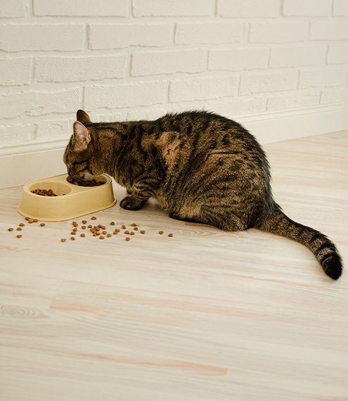 variedad de alimento para gatos